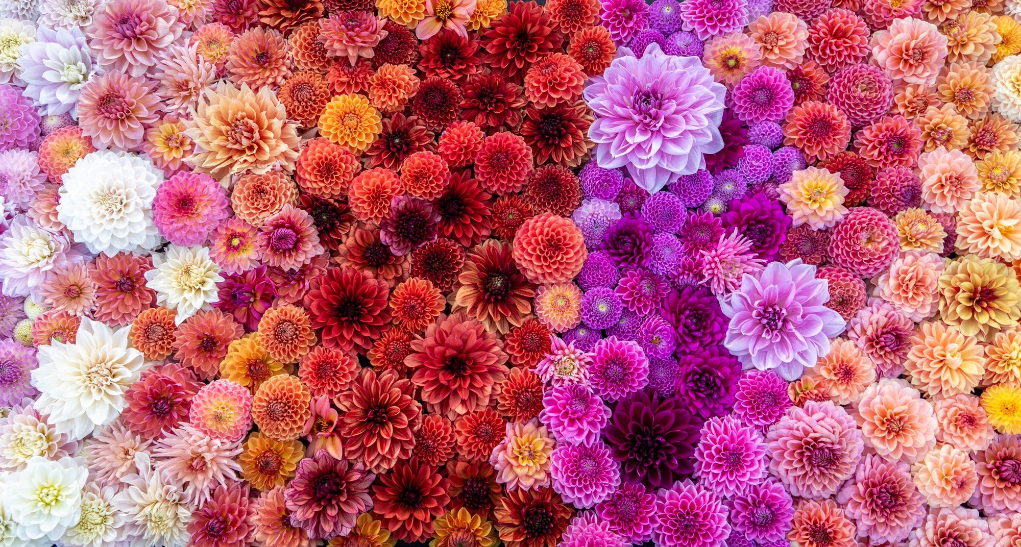 Dahlias nénuphares